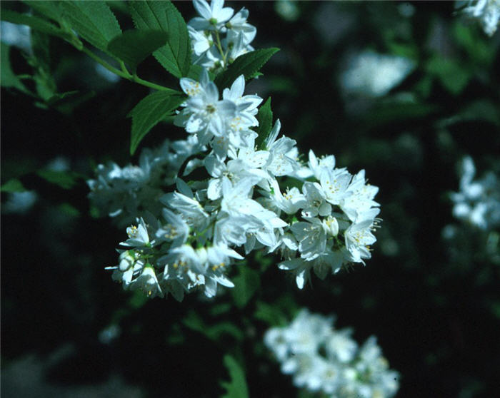 Slender  deutzia