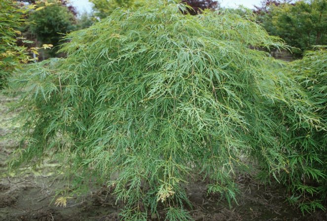 Lace Leaf Japanese Maple