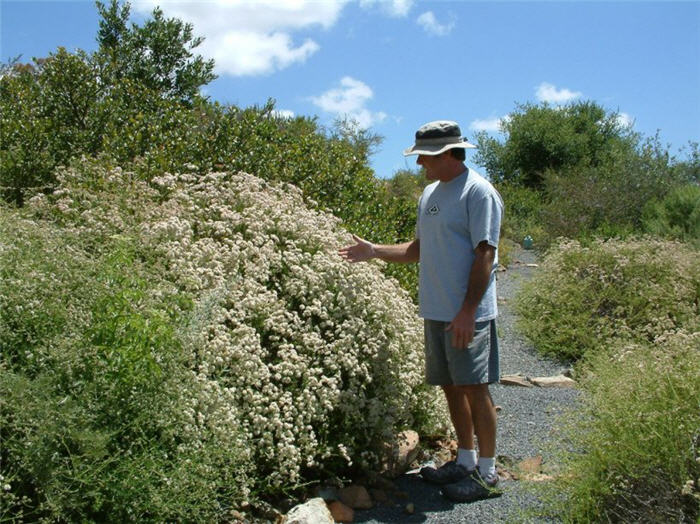 Plant photo of: Eriogonum fasciculatum