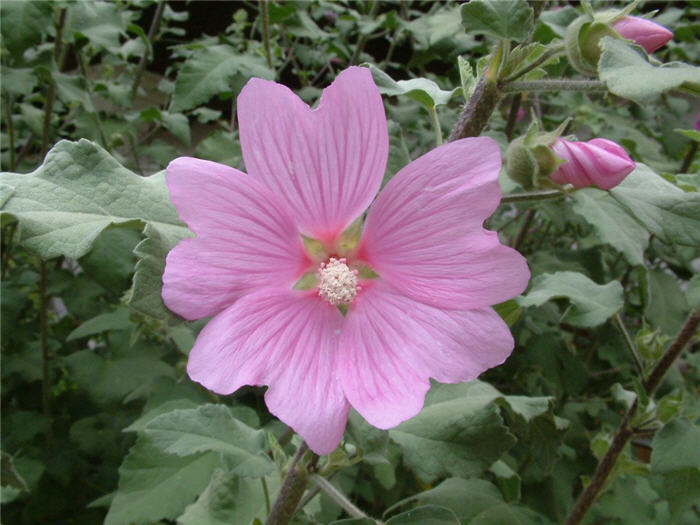 Plant photo of: Lavatera thuringiaca 'Rosea'