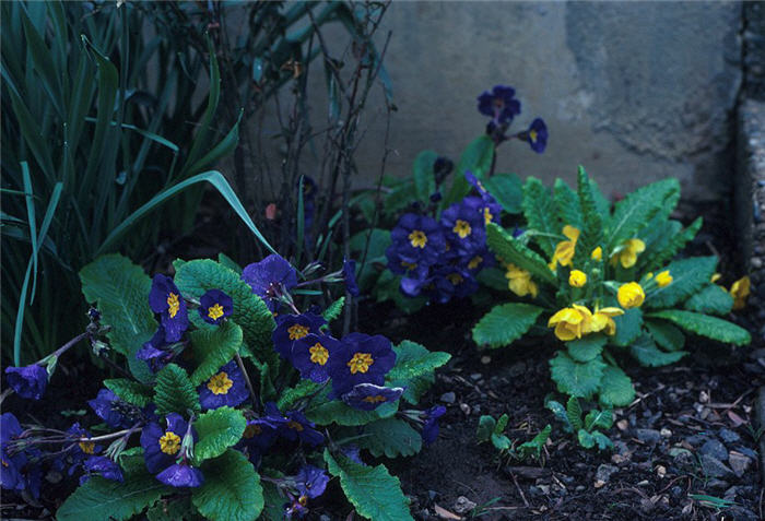 Plant photo of: Primula Polyanthus Group