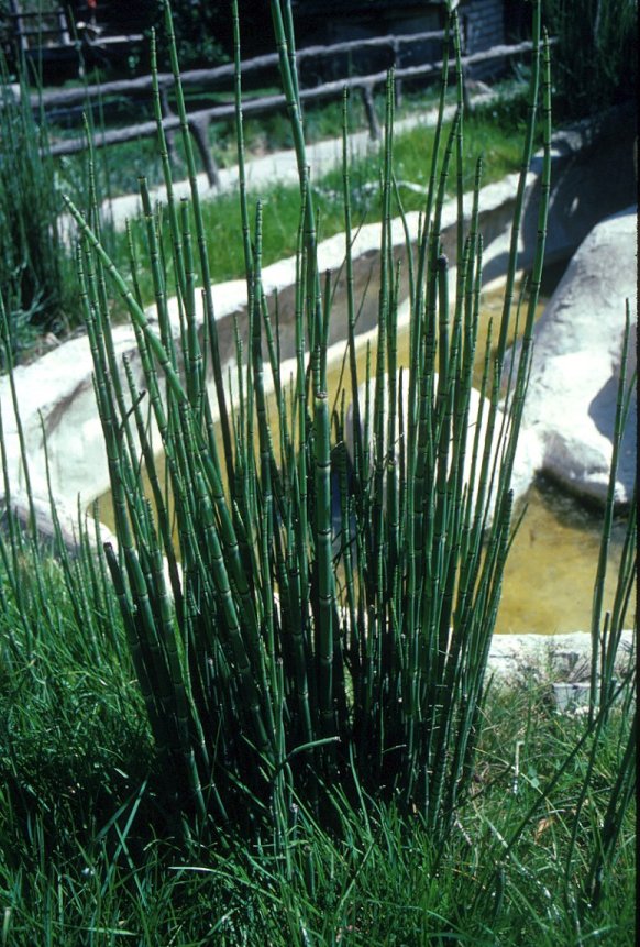 Equisetum hyemale