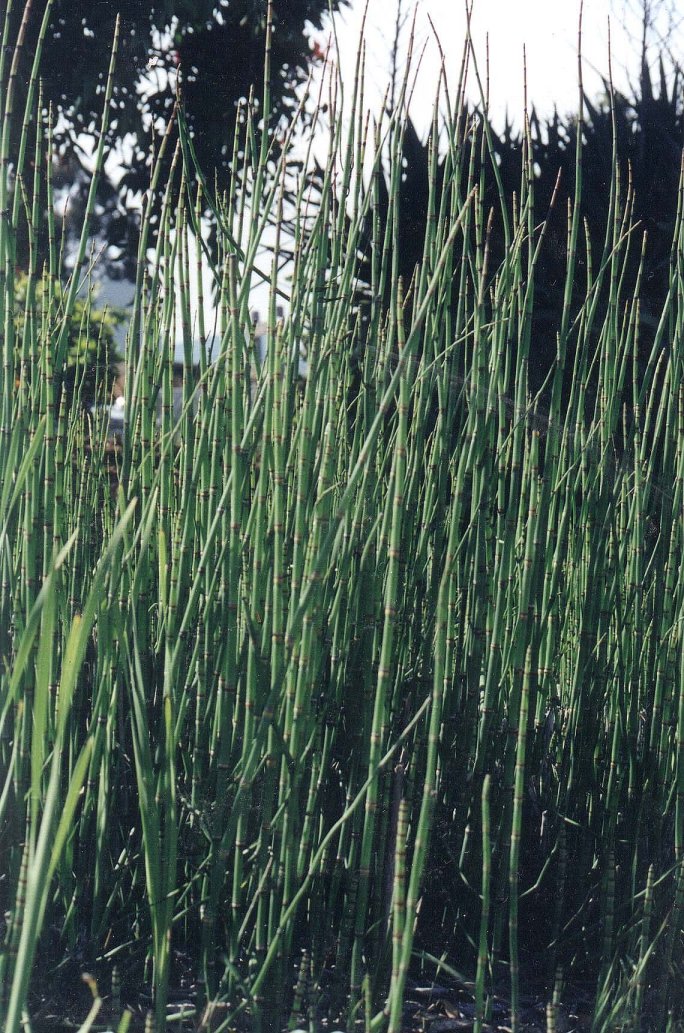 Plant photo of: Equisetum hyemale