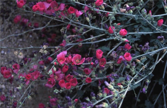 Plant photo of: Sphaeralcea ambigua