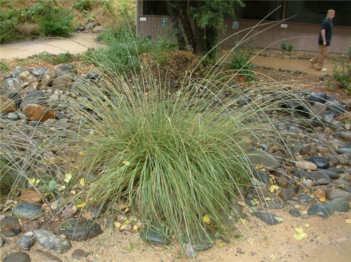 Plant photo of: Muhlenbergia rigens