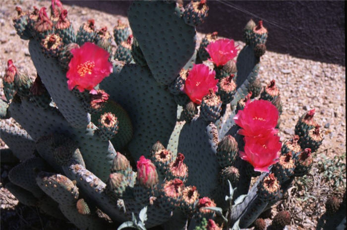 Beavertail Prickly Pear Cactus