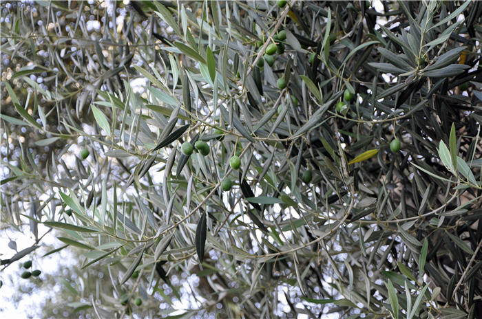 Olea europaea