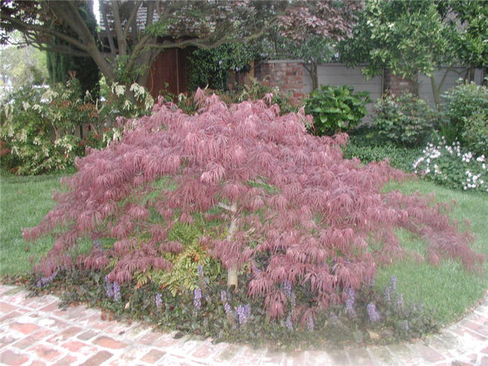 Acer palmatum 'Crimson Queen'