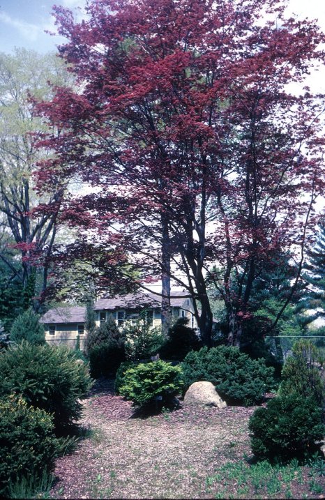 Red Japanese Maple