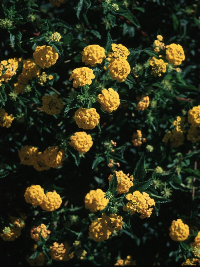 Lantana 'New Gold'