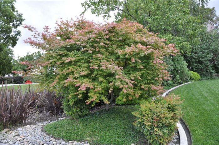 Acer palmatum 'Shindeshojo'