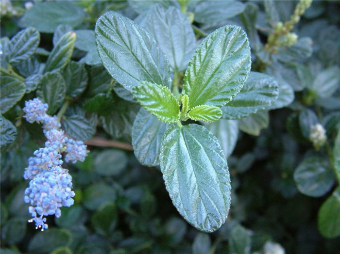 Plant photo of: Ceanothus griseus horizontalis 'Yankee P