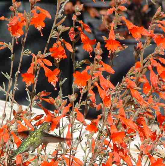 Plant photo of: Epilobium canum 'Catalina'