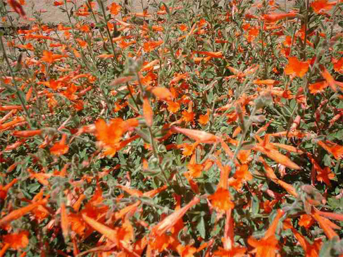 Epilobium canum 'Mexicana'