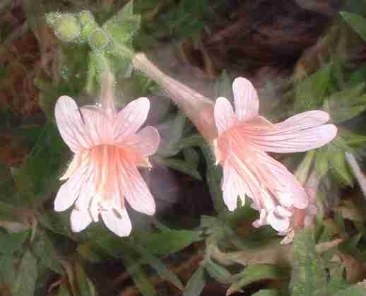 Epilobium canum 'Pink'