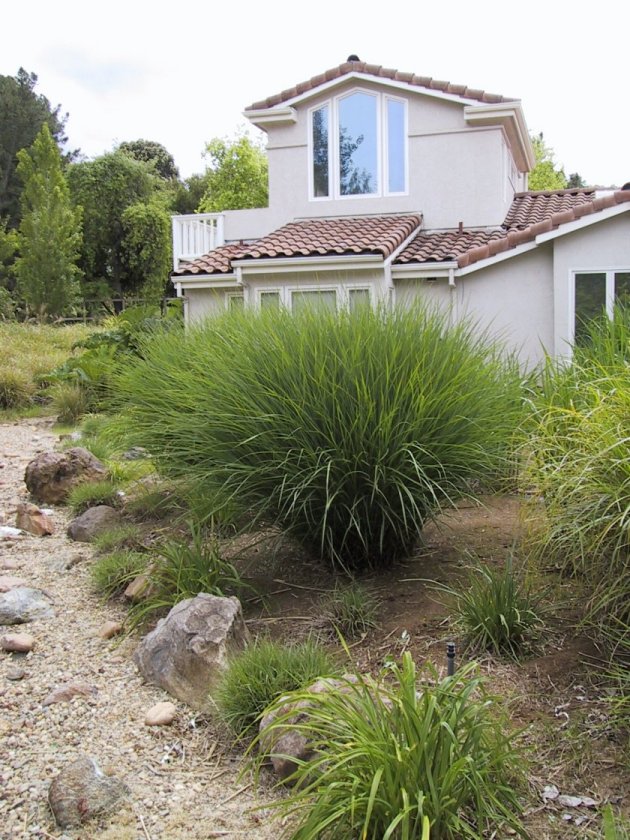 Plant photo of: Calamagrostis X acutiflora 'Karl Foerste