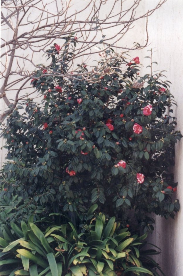 Camellia japonica