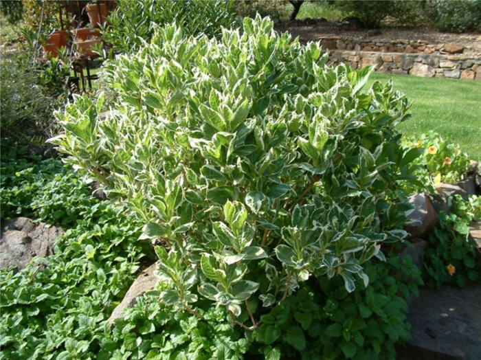 Hydrangea macrophylla 'Variegata'