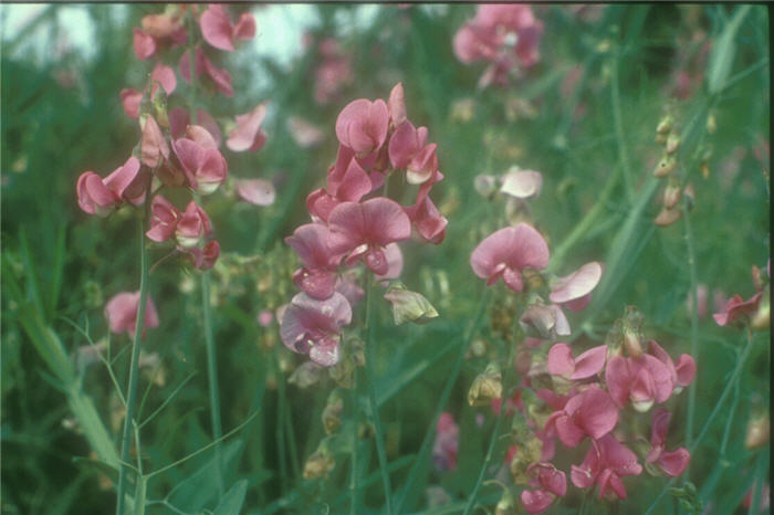 Plant photo of: Lathyrus odoratus