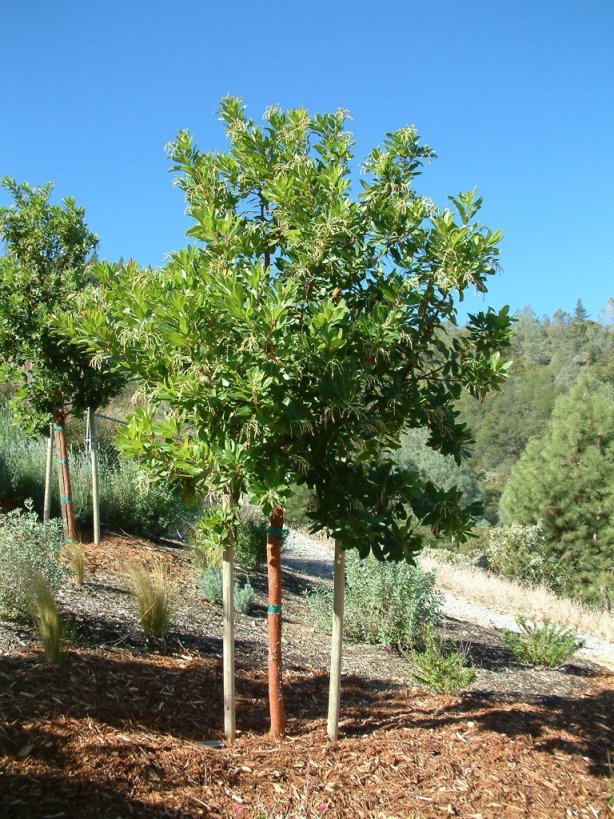 Plant photo of: Arbutus 'Marina'