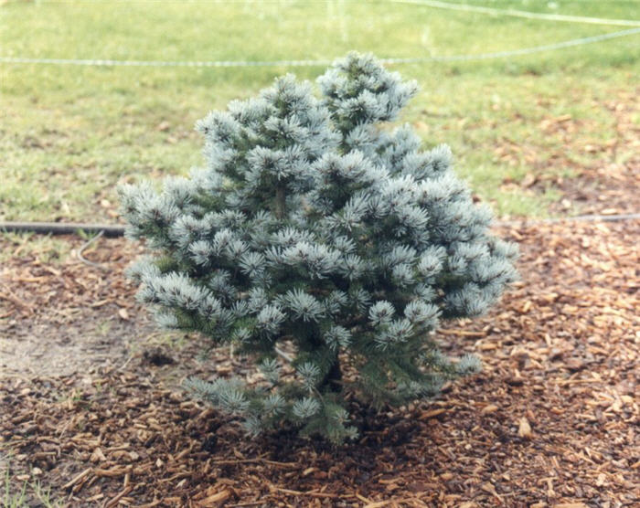 Picea pungens glauca 'Globosa'