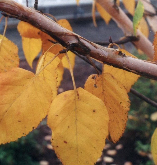 Plant photo of: Betula jacquemontii