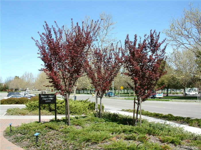 Plant photo of: Prunus cerasifera 'Thundercloud'