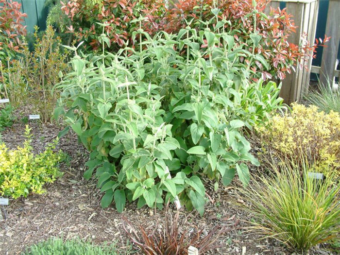 Plant photo of: Phlomis russeliana