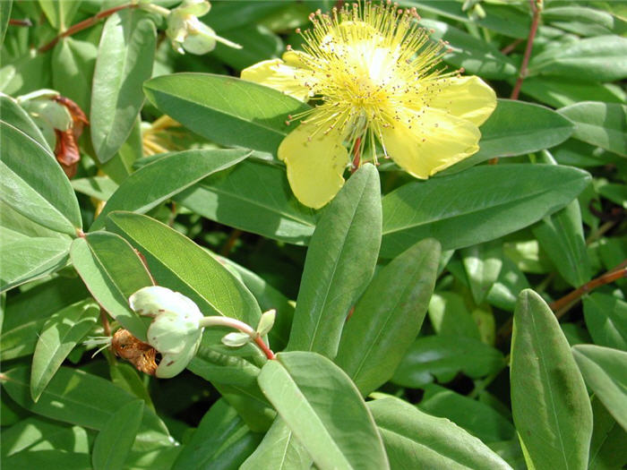 Hypericum calycinum