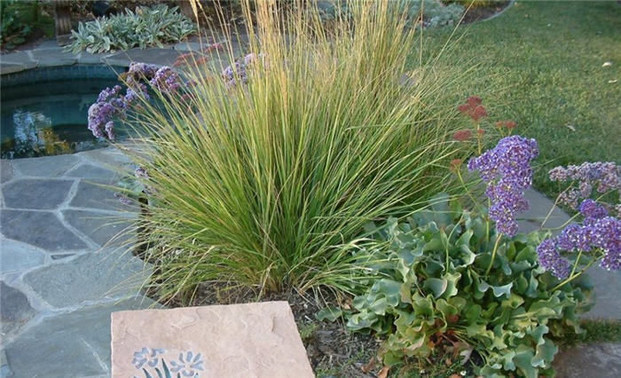 Variegated Feather Reed Grass