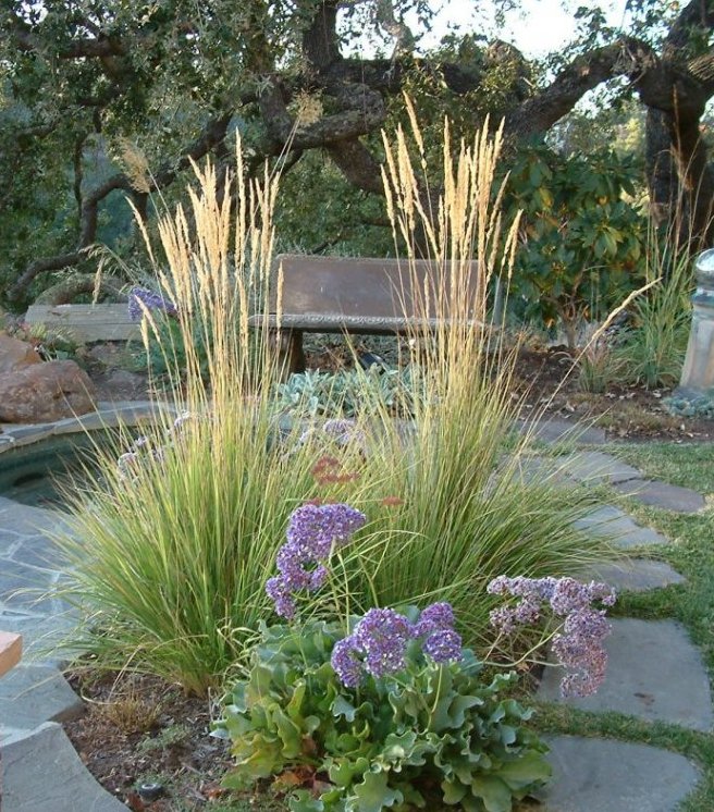 Plant photo of: Calamagrostis X acutiflora 'Overdam'