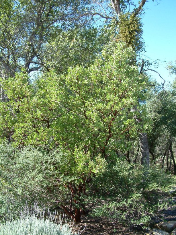 Arctostaphylos patula