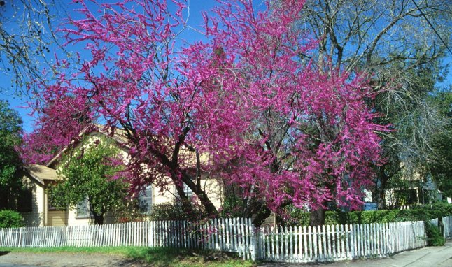 Cercis canadensis