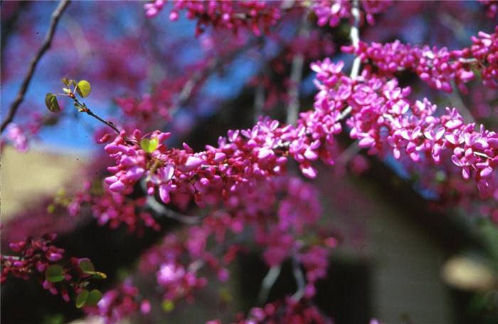 Plant photo of: Cercis canadensis