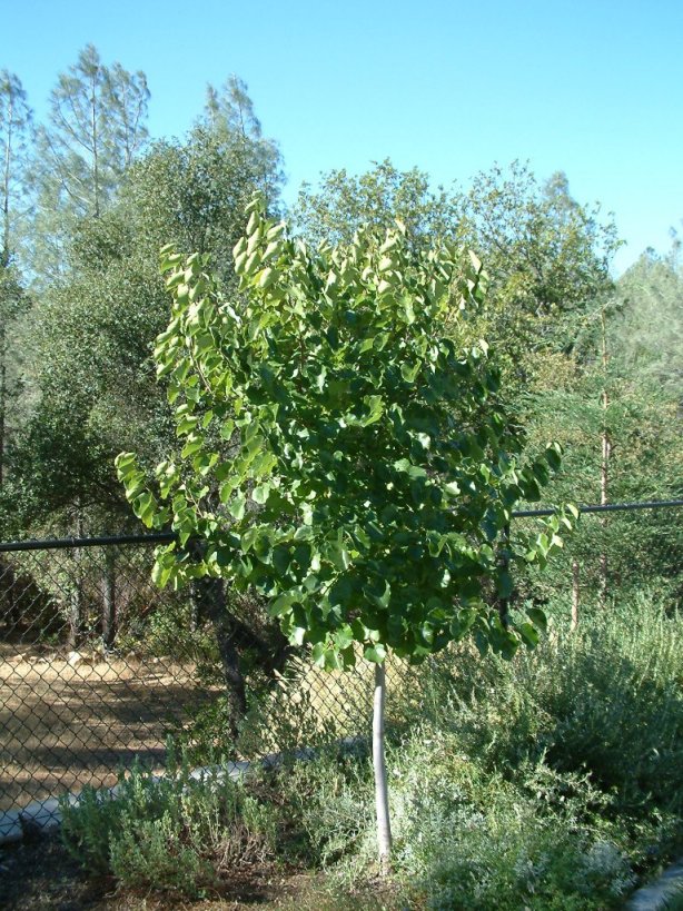 Cercis reniformis