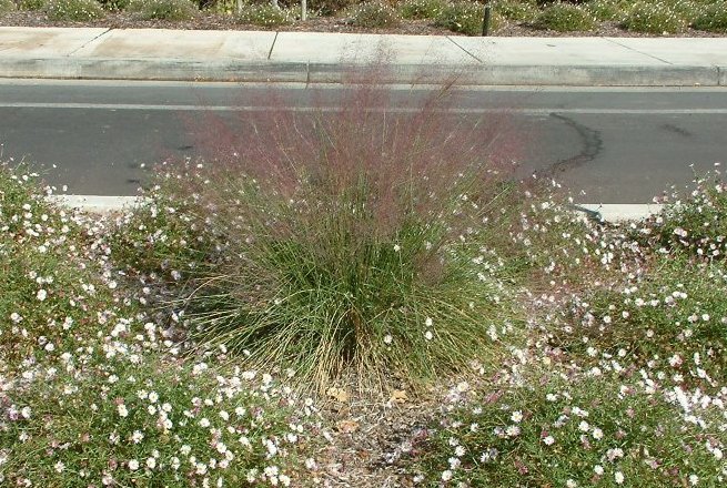 Muhlenbergia capillaris