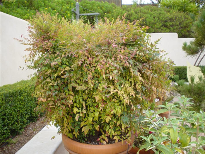 Nandina domestica 'Gulf Stream'