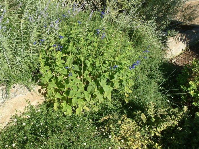 Salvia guaranitica