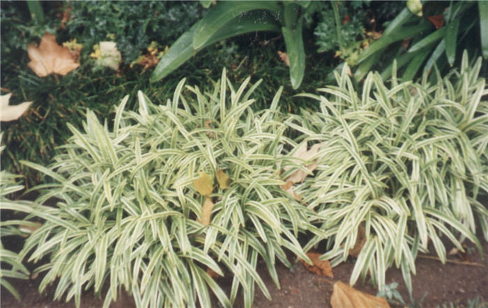 Liriope muscari 'Silvery Sunproof'