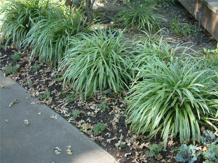 Liriope muscari 'Variegata'