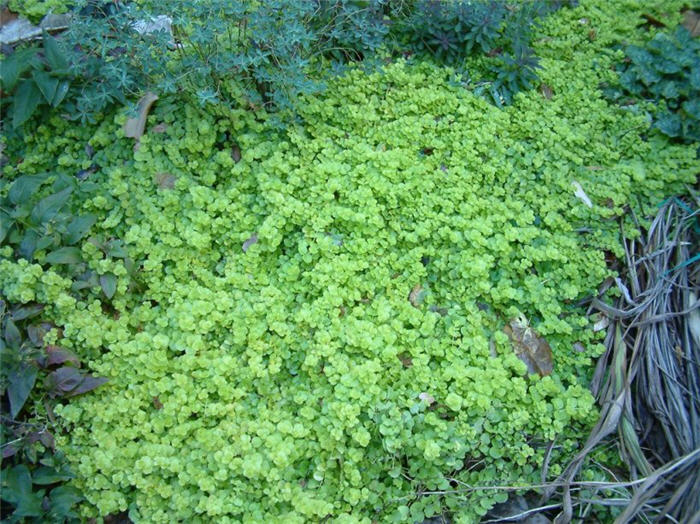 Plant photo of: Lysimachia nummularia