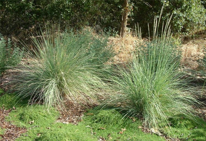 Plant photo of: Muhlenbergia lindheimeri