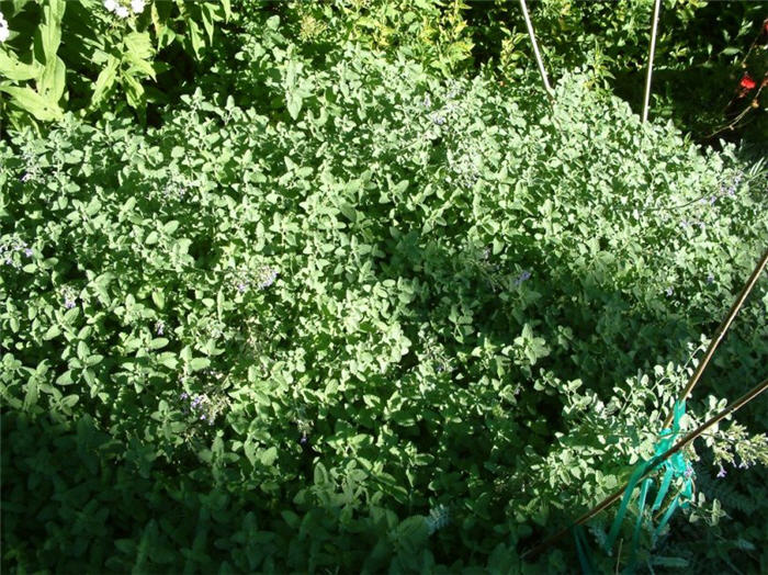 Plant photo of: Nepeta 'Six Hills Giant'