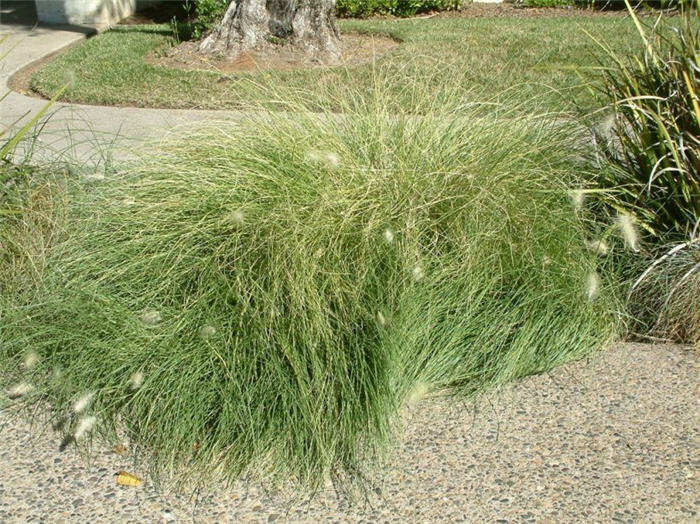 African Feathertop Grass