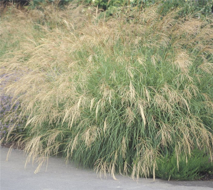 Plant photo of: Miscanthus transmorrisonensis