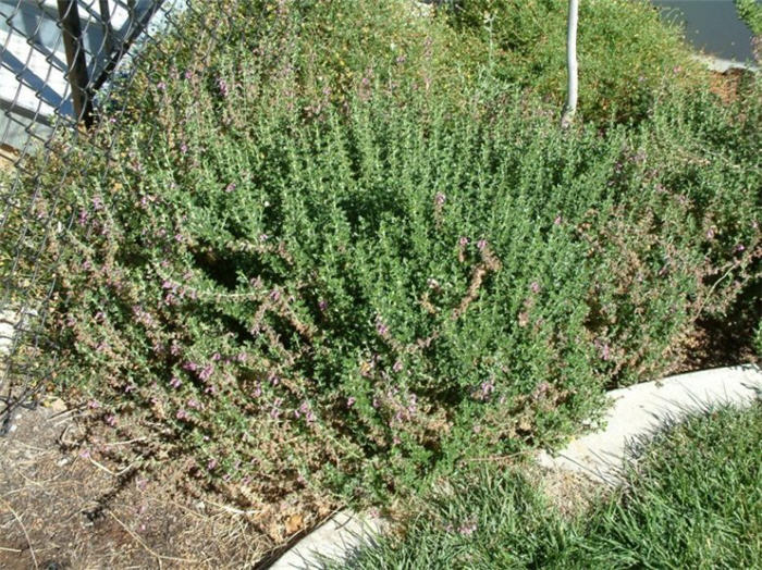 Teucrium X lucidrys 'Prostratum'