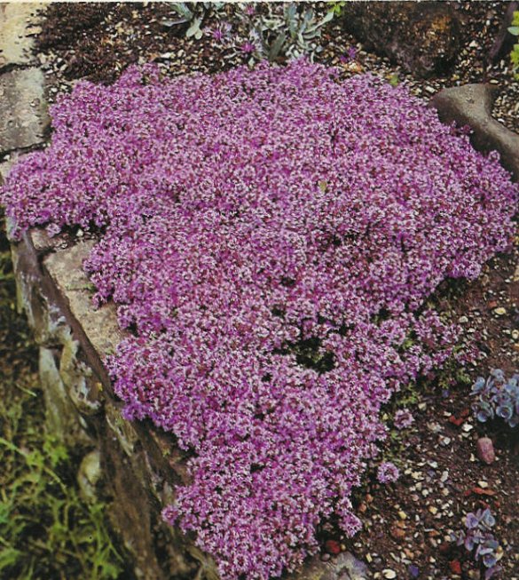 Plant photo of: Thymus praecox arcticus