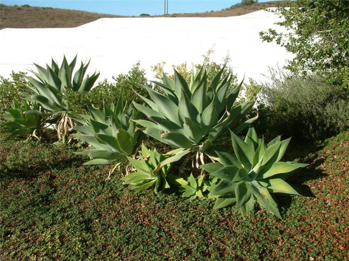 Agave attenuata