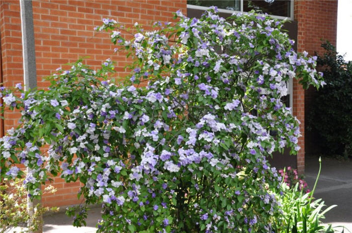 Brunfelsia pauciflora