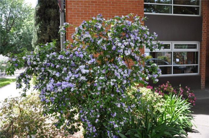 Plant photo of: Brunfelsia pauciflora